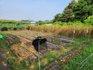 이석팔님의 참깨 · 자유게시판 작성글 사진