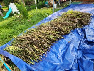 이석팔님의 참깨 · 자유게시판 작성글 사진