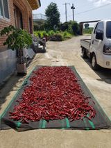 팜모닝 고추·일상 게시글 이미지