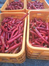 팜모닝 고추·영농일지 게시글 이미지