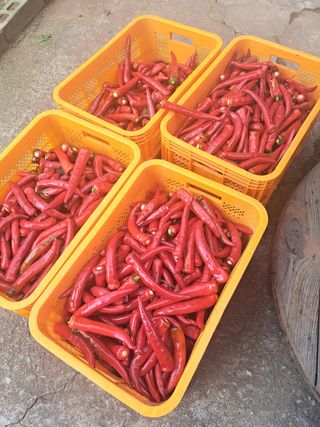 오문섭님의 고추 · 영농일지 작성글 사진