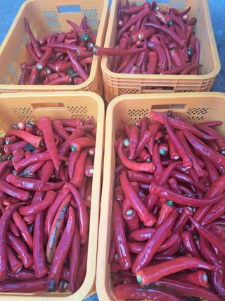 오문섭님의 고추 · 영농일지 작성글 사진