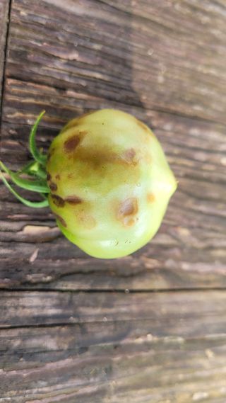 평생공부님의 토마토 · 병해충상담 작성글 사진