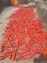 팜모닝 고추·영농일지 게시글 이미지