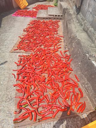 오문섭님의 고추 · 영농일지 작성글 사진