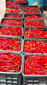 팜모닝 고추·일상 게시글 이미지