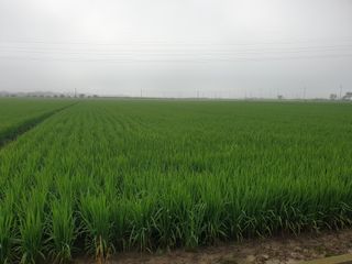 장준호님의 벼 · 영농일지 작성글 사진