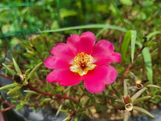 들꽃농장님의 고추 · 일상 작성글 사진