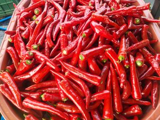 들꽃농장님의 고추 · 일상 작성글 사진