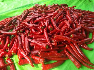 들꽃농장님의 고추 · 일상 작성글 사진