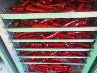 들꽃농장님의 고추 · 일상 작성글 사진