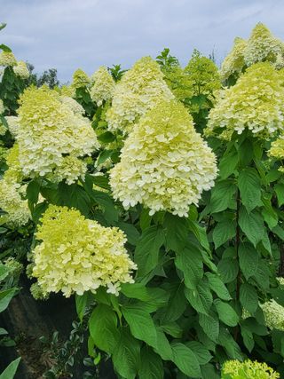 김옥균 님의 자유주제 · 자유게시판 작성글 사진