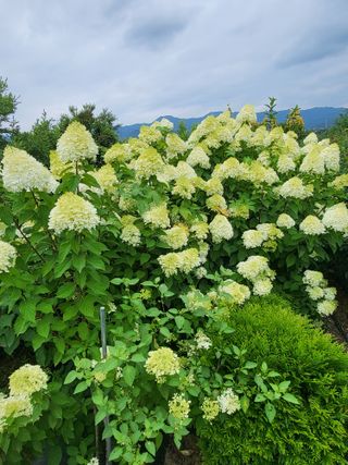 김옥균 님의 자유주제 · 자유게시판 작성글 사진
