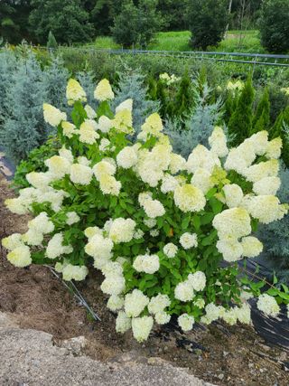 김옥균 님의 자유주제 · 자유게시판 작성글 사진