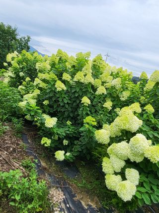 김옥균 님의 자유주제 · 자유게시판 작성글 사진