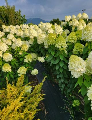 김옥균 님의 자유주제 · 자유게시판 작성글 사진