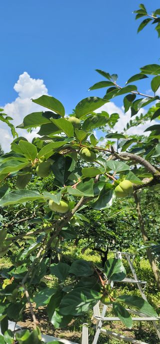 최도경님의 병해충 박멸! 살충제 추천 · 참여글 작성글 사진