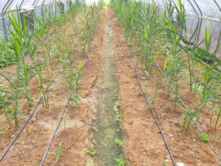 지대식님의 자유주제 · 자유게시판 작성글 사진