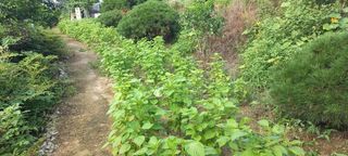 한학수님의 들깨 · 영농일지 작성글 사진