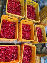 팜모닝 고추·수확 게시글 이미지