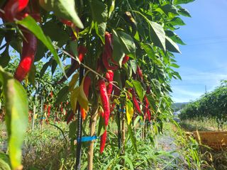 노고단님의 고추 · 수확 작성글 사진