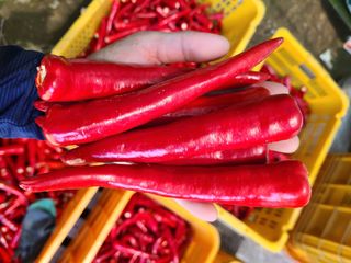 노고단님의 고추 · 수확 작성글 사진