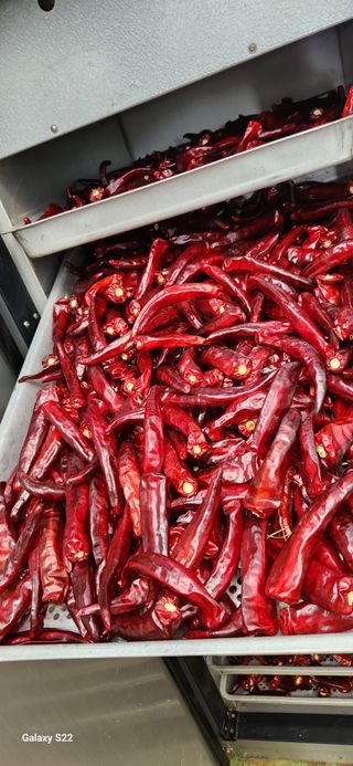 벽창호(죽동농부)님의 고추 · 저장•가공 작성글 사진