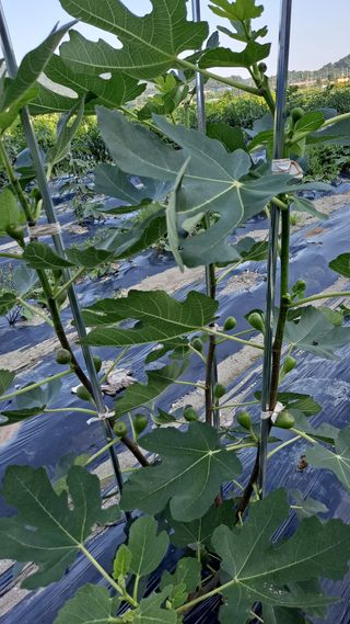 귀농2년/지성훈님의 자유주제 · 자유게시판 작성글 사진