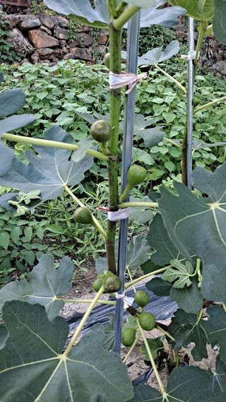 귀농2년/지성훈님의 자유주제 · 자유게시판 작성글 사진