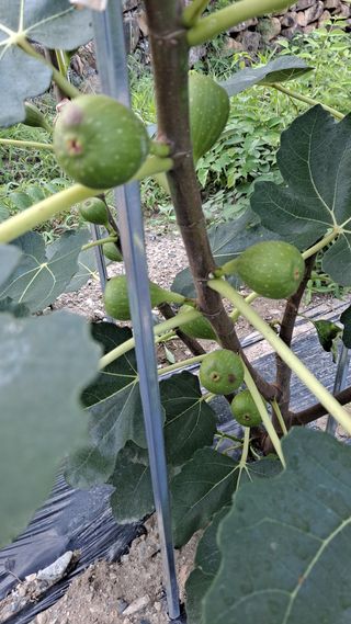 귀농2년/지성훈님의 자유주제 · 자유게시판 작성글 사진