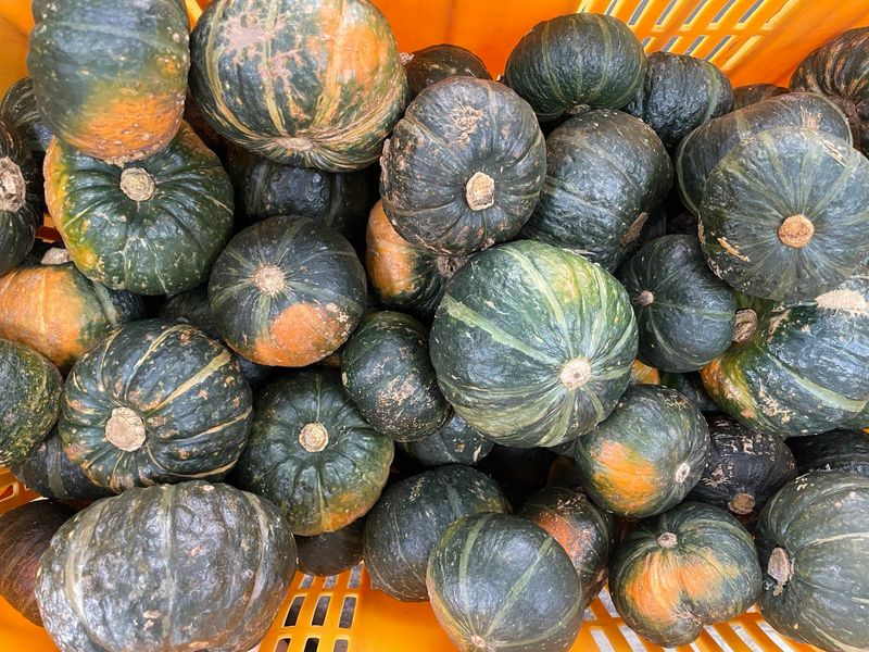 장터 상품 [제주 미니밤호박(보우짱) 2kg 3kg 5kg] 썸네일