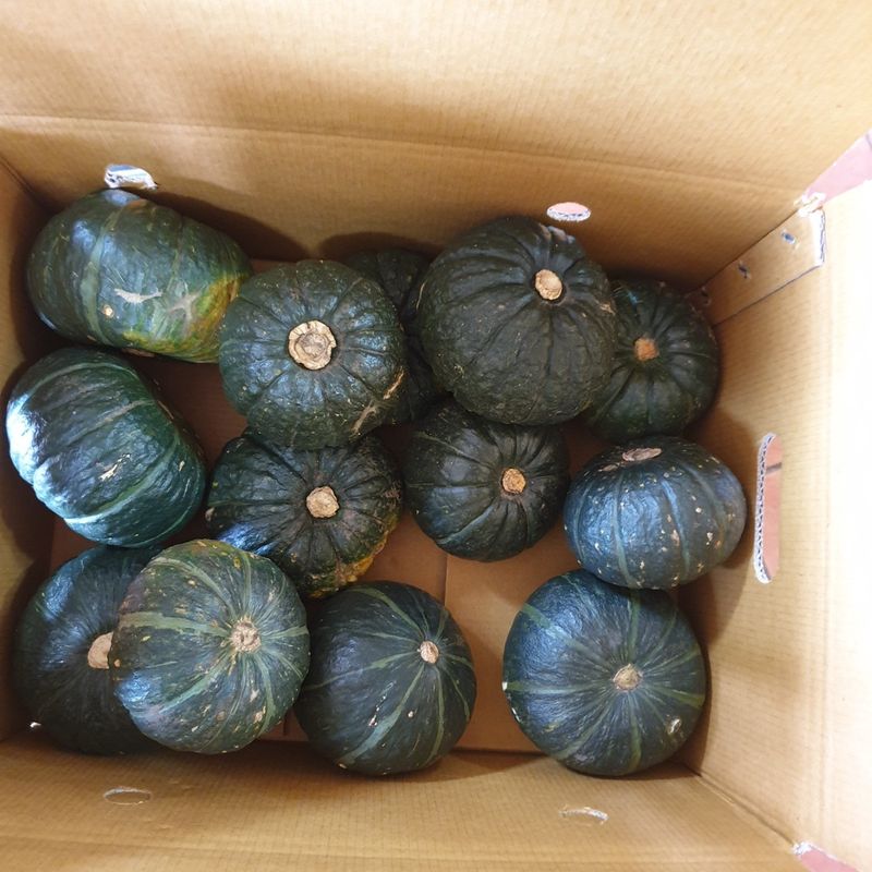 프룻하늬님의 장터 판매 상품 [제주 미니밤호박(보우짱) 2kg 3kg 5kg] 첨부 사진