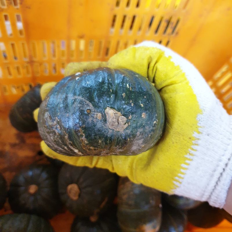 프룻하늬님의 장터 판매 상품 [제주 미니밤호박(보우짱) 2kg 3kg 5kg] 첨부 사진