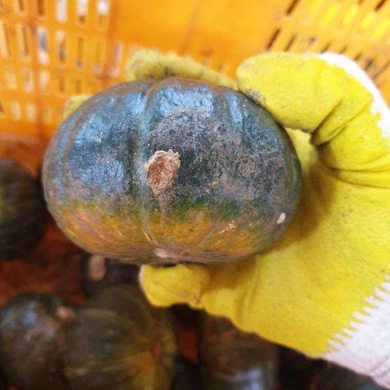 프룻하늬님의 장터 판매 상품 [제주 미니밤호박(보우짱) 2kg 3kg 5kg] 첨부 사진