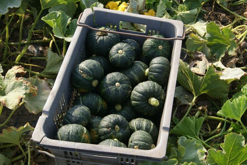 프룻하늬님의 장터 판매 상품 [제주 미니밤호박(보우짱) 2kg 3kg 5kg] 첨부 사진