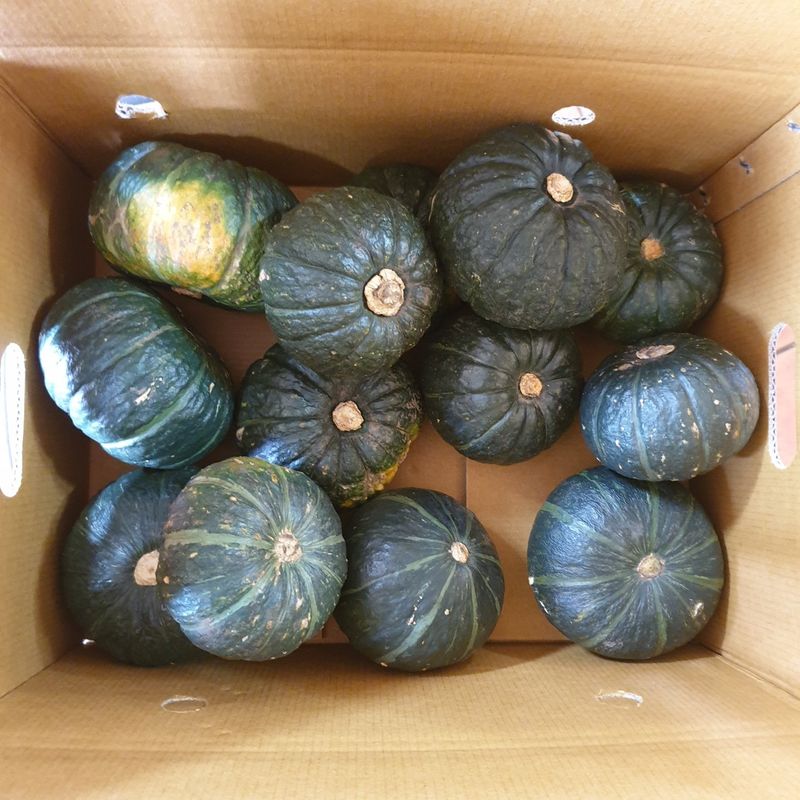 프룻하늬님의 장터 판매 상품 [제주 미니밤호박(보우짱) 2kg 3kg 5kg] 첨부 사진