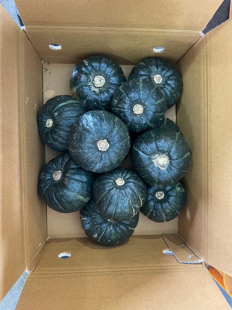 프룻하늬님의 장터 판매 상품 [제주 미니밤호박(보우짱) 2kg 3kg 5kg] 첨부 사진