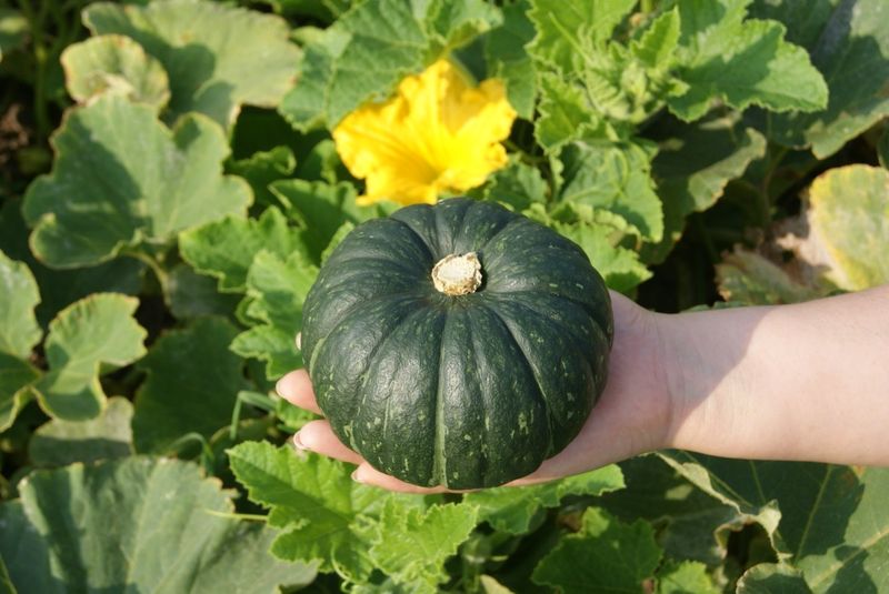 장터 상품 [제주 미니밤호박(보우짱) 2kg 3kg 5kg] 썸네일