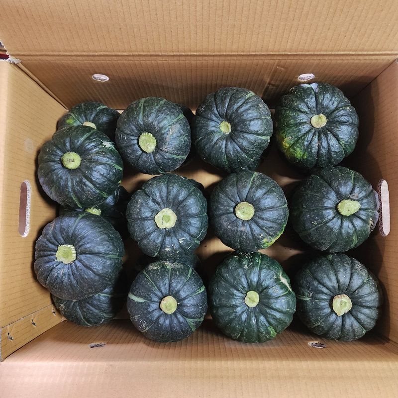 프룻하늬님의 장터 판매 상품 [제주 미니밤호박(보우짱) 2kg 3kg 5kg] 첨부 사진