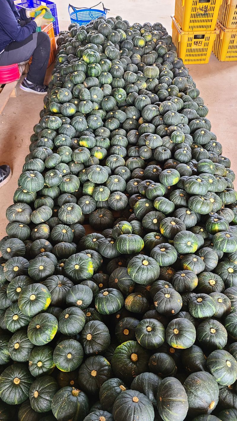 프룻하늬님의 장터 판매 상품 [제주 미니밤호박(보우짱) 2kg 3kg 5kg] 첨부 사진