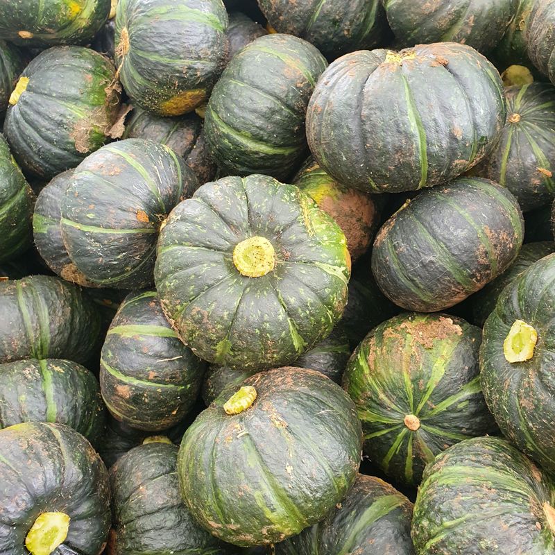 프룻하늬님의 장터 판매 상품 [제주 미니밤호박(보우짱) 2kg 3kg 5kg] 첨부 사진