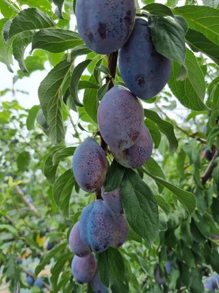 팜모닝회원,이중희 님의 자두 · 자유게시판 작성글 사진