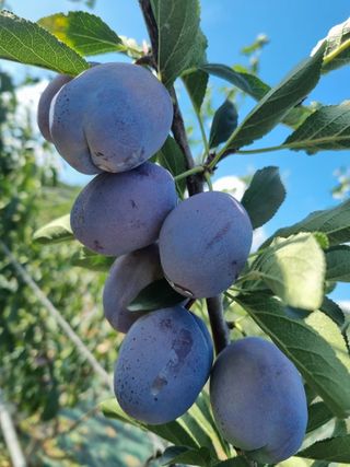 팜모닝회원,이중희 님의 자두 · 자유게시판 작성글 사진