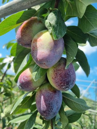 팜모닝회원,이중희 님의 자두 · 자유게시판 작성글 사진