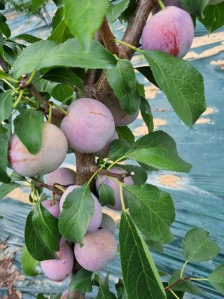 팜모닝회원,이중희 님의 자두 · 자유게시판 작성글 사진