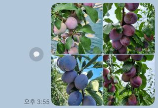 팜모닝회원,이중희 님의 자두 · 자유게시판 작성글 사진