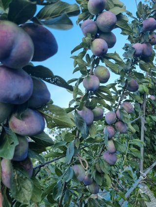 팜모닝회원,이중희 님의 자두 · 자유게시판 작성글 사진