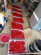 팜모닝 고추·저장•가공 게시글 이미지