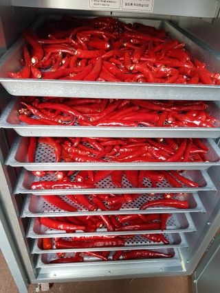 김건호님의 고추 · 수확 작성글 사진