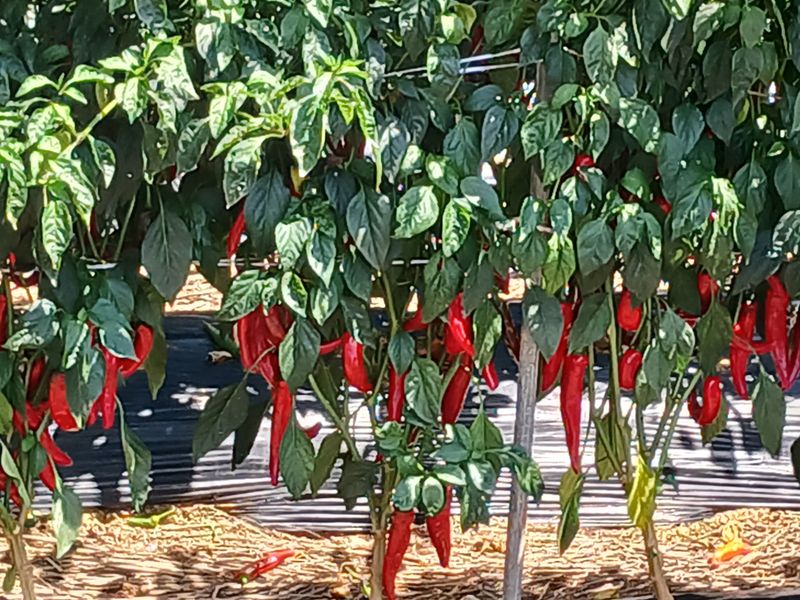 장터 상품 [2023년태안해풍맞고자란반태양초햇고추가루 6키로예약받고있습니다.] 썸네일